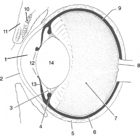 L'anatomie de l'oeil. - OPHTALMOVET